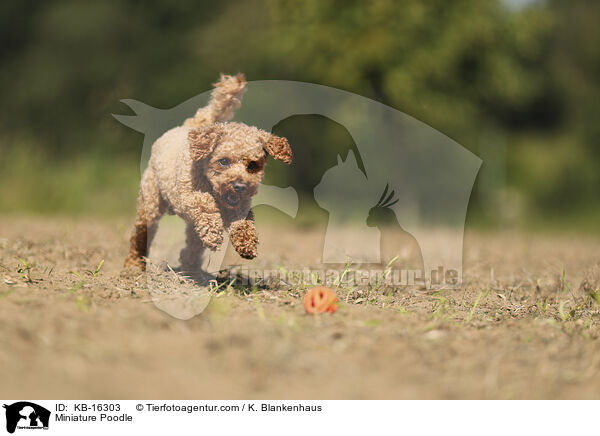 Zwergpudel / Miniature Poodle / KB-16303