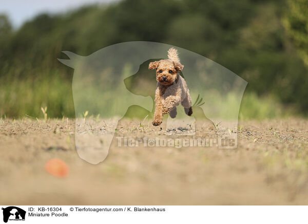 Zwergpudel / Miniature Poodle / KB-16304