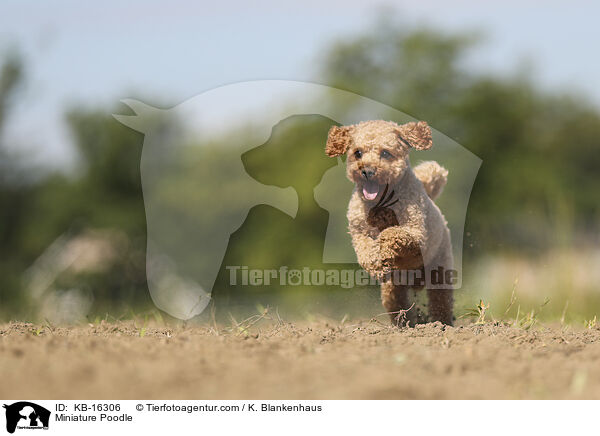 Zwergpudel / Miniature Poodle / KB-16306