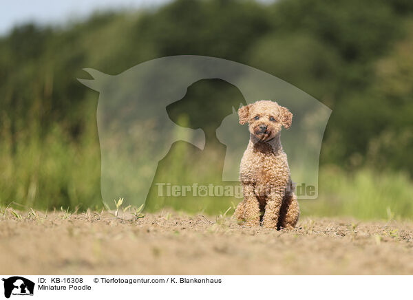 Zwergpudel / Miniature Poodle / KB-16308