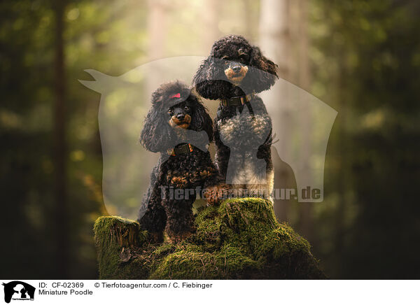 Zwergpudel / Miniature Poodle / CF-02369