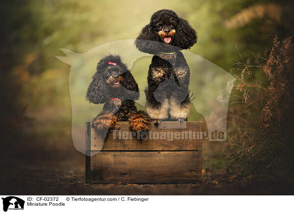 Zwergpudel / Miniature Poodle / CF-02372