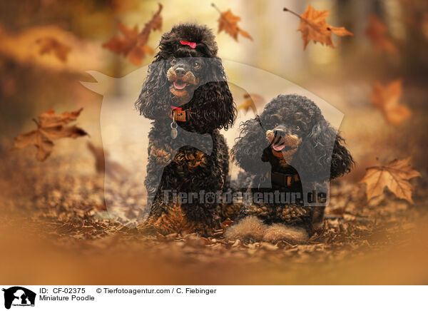 Zwergpudel / Miniature Poodle / CF-02375