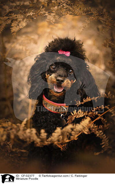 Miniature Poodle / CF-02377