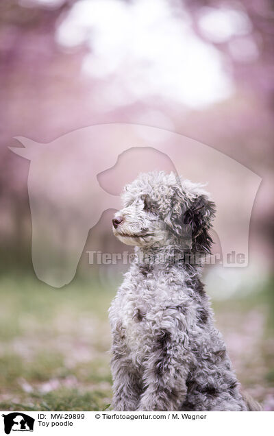 Zwergpudel / Toy poodle / MW-29899