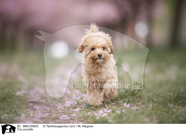 Zwergpudel / Toy poodle / MW-29905