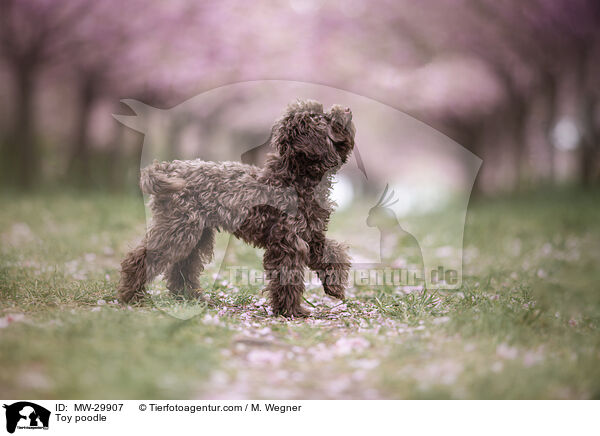 Zwergpudel / Toy poodle / MW-29907