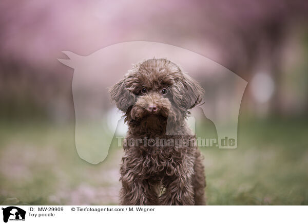 Zwergpudel / Toy poodle / MW-29909