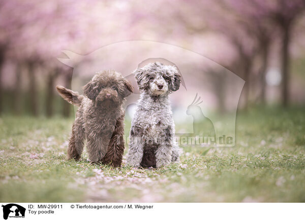 Zwergpudel / Toy poodle / MW-29911