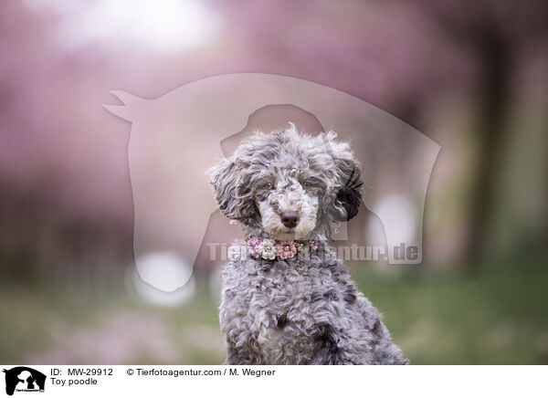 Zwergpudel / Toy poodle / MW-29912