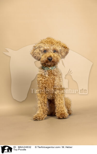 Toypudel / Toy Poodle / MAH-04632