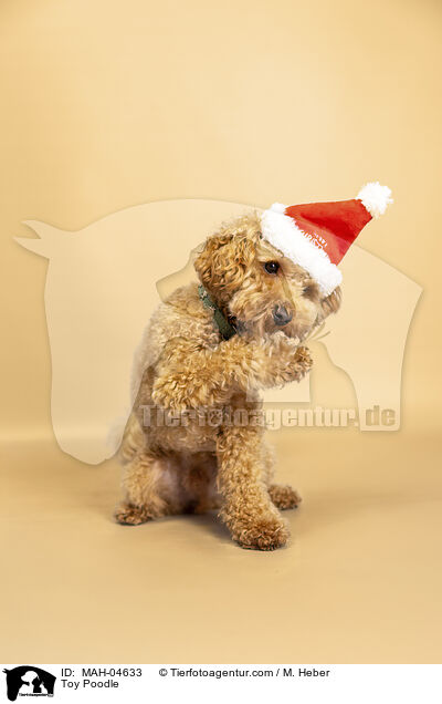 Toypudel / Toy Poodle / MAH-04633