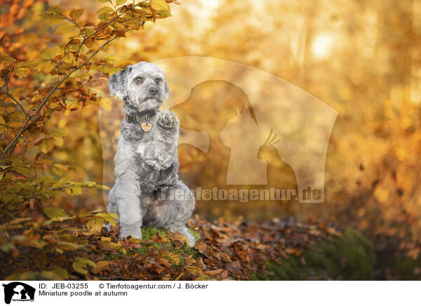 Zwergpudel im Herbst / Miniature poodle at autumn / JEB-03255