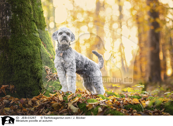 Zwergpudel im Herbst / Miniature poodle at autumn / JEB-03267