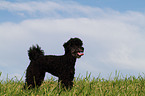 Toy Poodle