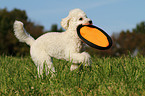 playing Miniature Poodle