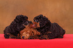 Miniature Poodle Puppies