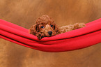 Miniature Poodle Puppy