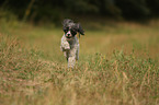 running Miniature Poodle