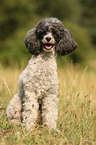 Miniature Poodle