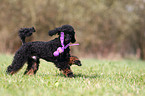 Miniature Poodle