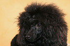 Miniature Poodle Portrait