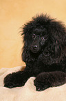 lying Miniature Poodle