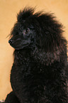 Miniature Poodle Portrait