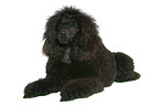 lying Miniature Poodle