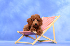 Miniature Poodle Puppy