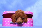 Miniature Poodle Puppy