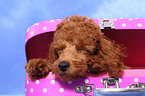 Miniature Poodle Puppy