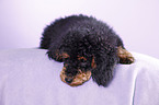 Miniature Poodle