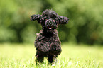 Miniature Poodle Puppy