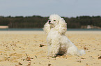 sitting Miniature Poodle