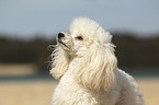 Miniature Poodle Portrait