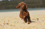 running Miniature Poodle