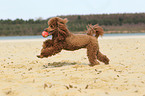 playing Miniature Poodle