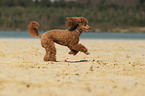 running Miniature Poodle