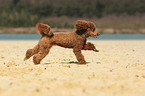 running Miniature Poodle