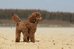 Miniature Poodle