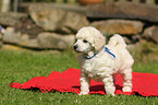 Miniature Poodle Puppy