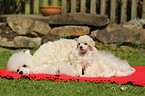 Miniature Poodle