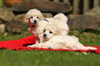 Miniature Poodle Puppies