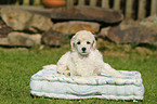 Miniature Poodle Puppy