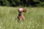 running Miniature Poodle