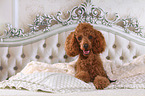 Miniature Poodle in bed