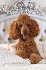 Miniature Poodle in bed