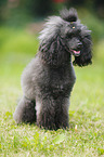 Miniature Poodle