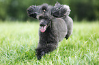 jumping Miniature Poodle